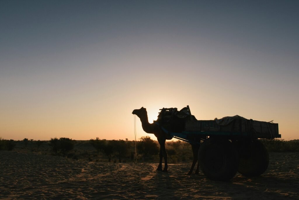 Camel in desert, Bikaner, Rajasthan, India